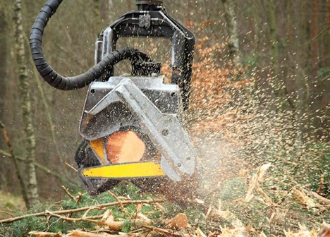 Steve Wentzel on Deforestation Policies Around the World