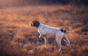 The Pride Dog Food Black Bag: The Evolution of Meat-Based, Soy-Free Diets for Superior Canine Health The Pride Dog Food
