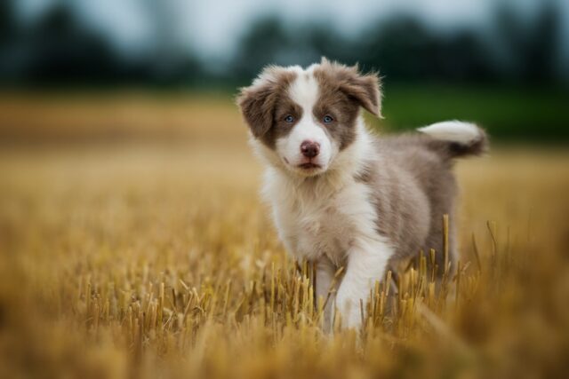 The Pride Dog Food
